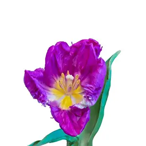 Wide Open Prints: Fine art still life bright colorful macro of a single isolated violet yellow fully wide opened blooming tulip blossom