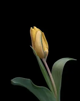 Fine art still life bright colorful macro of a single isolated yellow green closed tulip blossom on black background