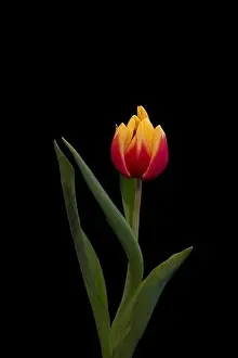 Fine art still life bright colorful macro of a single isolated yellow red closed tulip blossom on black background with