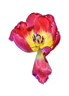 Fine art still life bright colorful macro of a single isolated yellow red fully opened tulip blossom with pollen