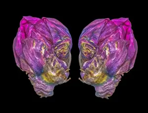 Fine art still life bright colorful macro of two tulip blossoms resembling heads of aliens talking seriously in