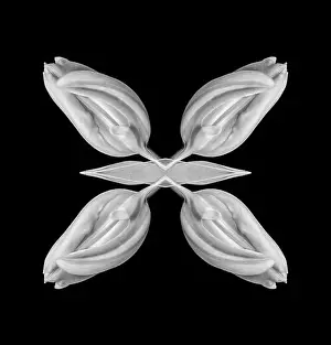 Surrealistic Prints: Fine art still life bright monochrom collage made with a macro of an isolated closed tulip on black background with