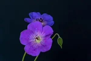 Geranium Prints: Fine art still life color floral image of a pair of blue violet isolated wide open male