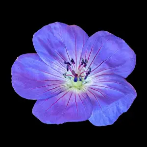 Geranium Prints: Fine art still life color floral image of a single isolated wide open blue violet blooming male geranium / cranesbill