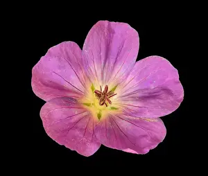 Geranium Prints: Fine art still life color floral image of a single isolated wide open pink blooming female geranium / cranesbill flower