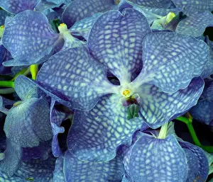 Orchids Prints: Fine art still life color floral macro image of a bouquet of a blue orchid blossoms