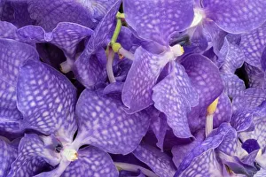 Fine art still life color floral macro image of a bouquet of a violet orchid blossoms