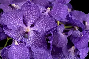 Orchids Prints: Fine art still life color floral macro image of a bouquet of a violet orchid blossoms