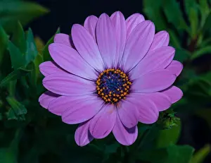 Fine art still life color flower macro image of a single isolated wide open blooming intense violet african/cape