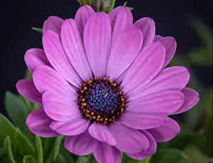Fine art still life color flower macro image of a single isolated wide open blooming intense violet african / cape