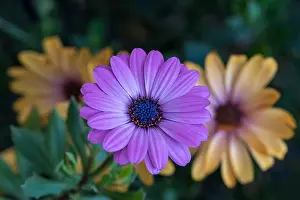 Fine art still life color flower macro image of a single isolated wide open blooming intense violet african / cape