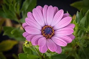 Fine art still life color flower macro image of a single isolated wide open blooming pink african/cape daisy/marguerite