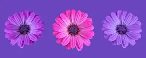 Trio Prints: Fine art still life color flower macro image of a trio/three isolated wide open blooming pink violet blue african