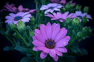Fine art still life color flower macro image of a wide open blooming intense violet cape daisy / marguerite blossom