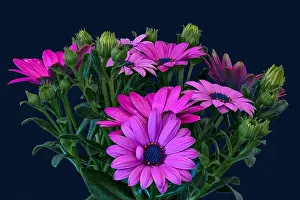 Fine art still life color flower macro image of a wide open blooming intense violet pink cape daisy / marguerite