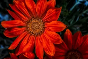 Aizoaceae Prints: Fine art still life color flower macro photography of a blooming wide open dark red delosperma blossom with green