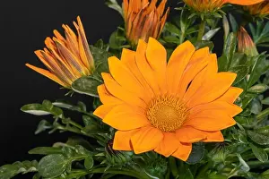 Aizoaceae Prints: Fine art still life color flower macro photography of a blooming wide open orange delosperma blossom on natural
