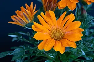 Aizoaceae Prints: Fine art still life color flower macro photography of a blooming wide open orange delosperma blossoms with green leaves