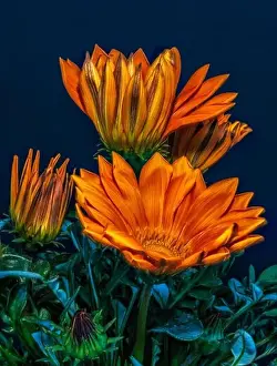 Aizoaceae Prints: Fine art still life color flower macro portrait of a blooming wide open orange delosperma blossoms