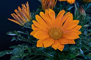 Aizoaceae Prints: Fine art still life color flower macro portrait of a blooming wide open orange delosperma blossoms with green leaves