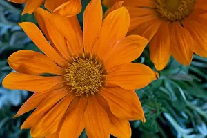Aizoaceae Prints: Fine art still life color flower macro portrait of a blooming wide open orange delosperma blossoms with green leaves