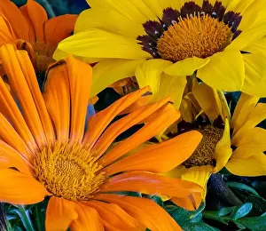 Aizoaceae Prints: Fine art still life color flower macro portrait of a blooming wide open yellow