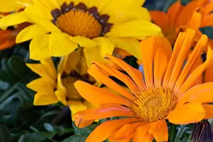 Aizoaceae Prints: Fine art still life color flower macro portrait of a blooming wide open yellow