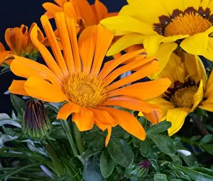 Fine art still life color flower macro portrait of a blooming wide open yellow