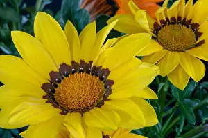 Fine art still life color flower macro portrait of blooming wide open yellow delosperma blossoms with green leaves