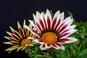 Aizoaceae Prints: Fine art still life color flower macro portrait of a pair of blooming wide open white red orange delosperma blossoms