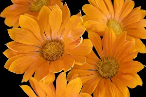 Fine art still life color flower macro portrait of a set of single isolated blooming wide open orange delosperma