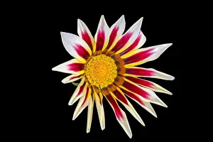 Aizoaceae Prints: Fine art still life color flower macro portrait of a single isolated blooming wide open white red orange delosperma