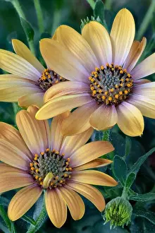 Fine art still life color flower macro portrait of a wide open blooming pastel yellow cape daisy/marguerite blossom