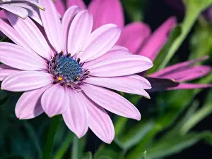 Aizoaceae Prints: Fine art still life color flower macro portrait of a wide open blooming pink cape daisy / marguerite blossom