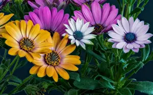 Aizoaceae Prints: Fine art still life color flower macro portrait of wide open blooming violet orange white cape daisy / marguerite