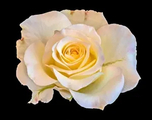 Fine art still life color flower front view macro photo of a wide open blooming yellow white pink rose blossom with