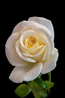 Fine art still life color flower front view macro photo of a wide open white yellow rose blossom with leaves