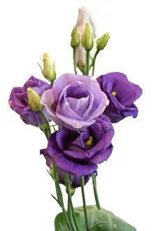 High Key Prints: Fine art still life color macro of a bunch of violet blue lisianthus / showy prairie gentian / texas bluebell blossoms