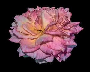 Fine art still life color macro flower photography of an isolated yellow pink blooming rose blossom with detailed