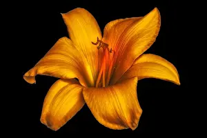 Surrealistic Prints: Fine art still life color macro image of a single isolated wide open dark orange daylily blossom on black background
