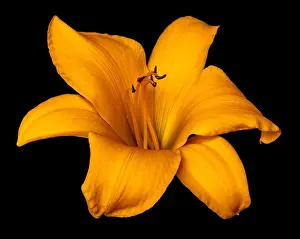 Fine art still life color macro image of a single isolated wide open dark yellow daylily blossom on black background
