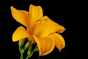 Daylily Prints: Fine art still life color macro image of a single isolated wide open orange yellow daylily blossom with stem