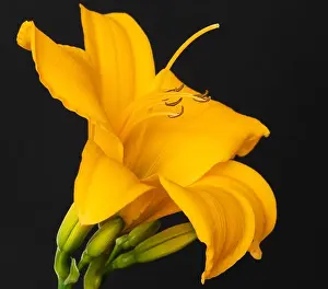 Fine art still life color macro image of a single isolated wide open orange yellow daylily blossom with stem