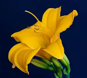 Fine art still life color macro image of a single isolated wide open yellow daylily blossom with stem