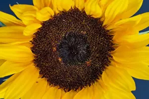 Helianthus Prints: Fine art still life color macro image of a single isolated yellow sunflower blossom in bright sunshine