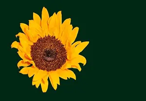 Helianthus Prints: Fine art still life color macro image of a single isolated yellow sunflower blossom in bright sunshine with detailed