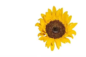 Helianthus Prints: Fine art still life color macro image of a single isolated yellow sunflower blossom in bright sunshine with detailed