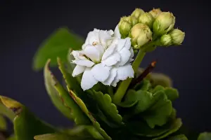 Fantastic Realism Prints: Fine art still life color macro image of a single white green yellow kalanchoe with blossom on blurred background