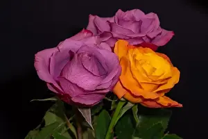 Trio Prints: Fine art still life color macro of three red and yellow orange rose blossoms with stem