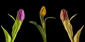 Trio Prints: Fine art still life color macro set of three isolated tulip blossoms with leaves